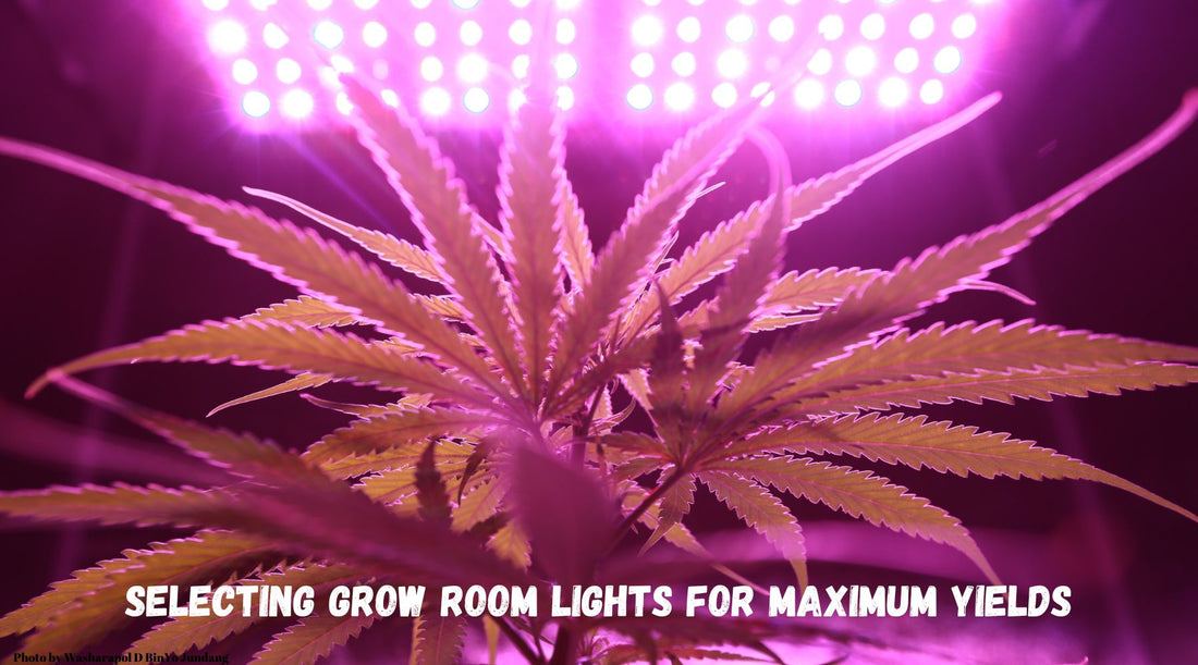 Selecting Grow Room Lights for Maximum Yields