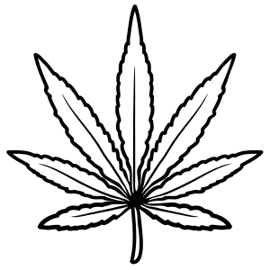 Sativa Dominant Cannabis Seeds | Skyline Smoke Company | South Africa