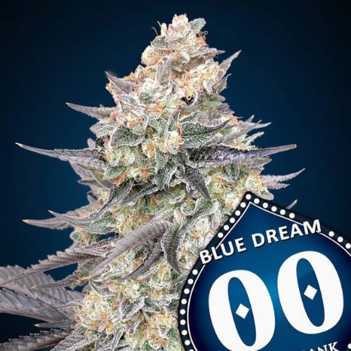 Blue Dream Fast Feminized Seeds | Fast Flowering Cannabis 🌿