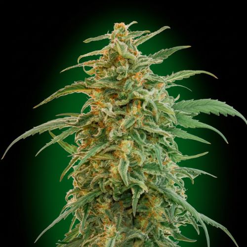 Gorilla Auto Feminized Seeds | High THC Autoflowering Cannabis Seeds