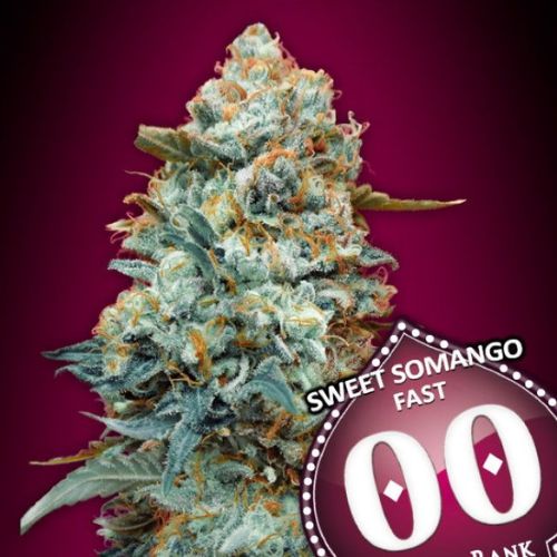 Sweet Somango Fast Feminized Seeds | Fast Flowering High THC