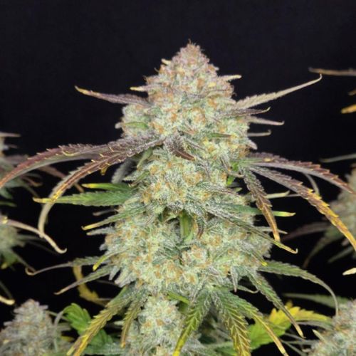420 Fast Buds Frost Banger Auto Feminized Seeds | Skyline Seed Bank