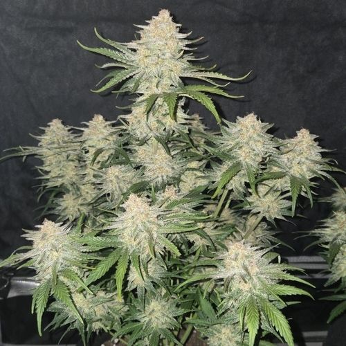 420 Fast Buds Frost Banger Auto Feminized Seeds | Skyline Seed Bank