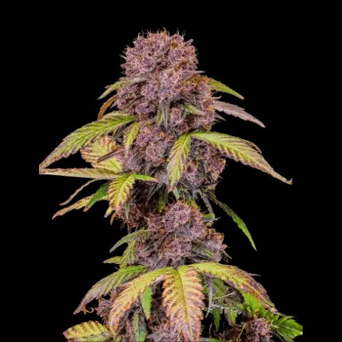 Fast Buds Lemon Cherry Cookies Auto Seeds | Skyline Seed Bank