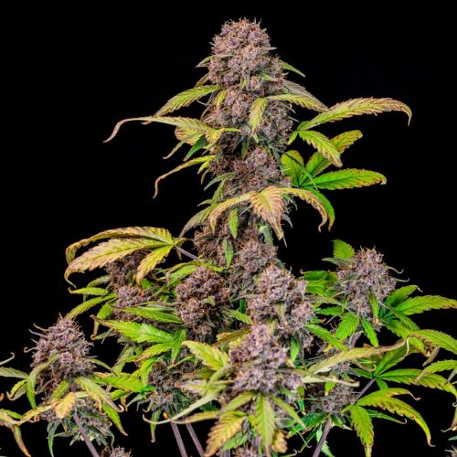 Fast Buds Lemon Cherry Cookies Auto Seeds | Skyline Seed Bank