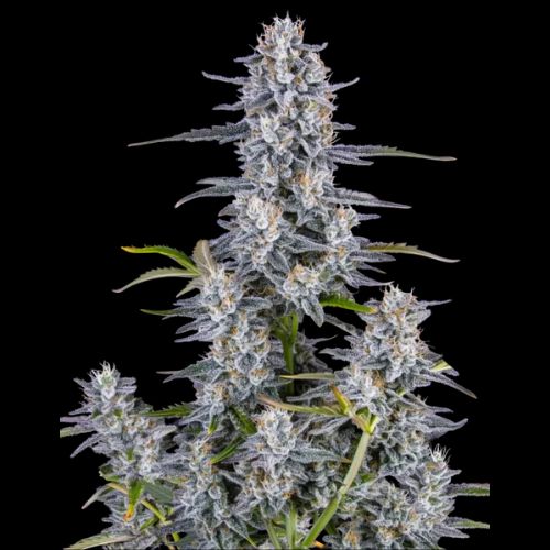 FastBuds Super Boof Auto Seeds | Skyline Seed Bank