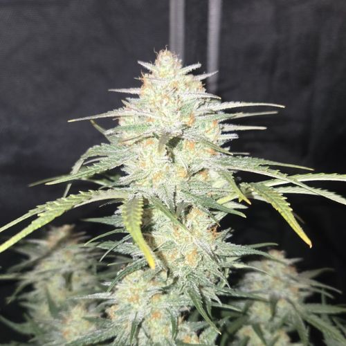 Fastbuds Z-Up Auto Seeds | Skyline Seed Bank