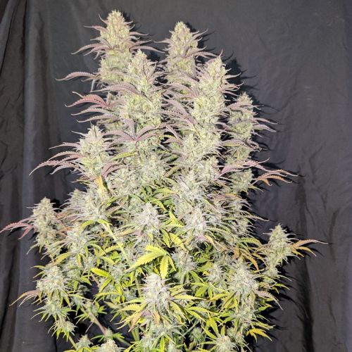 Fastbuds Z-Up Auto Seeds | Skyline Seed Bank
