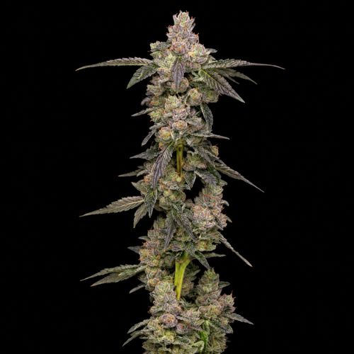 Apples & Bananas Clone | Compound Genetics x Cookies
