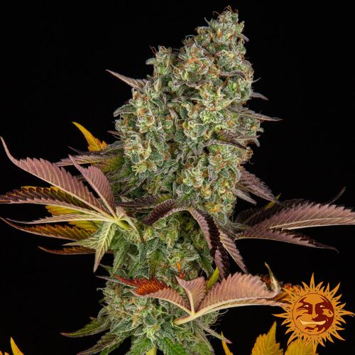 Barneys Farm Cookies Kush Auto Seeds | Skyline Seed Bank