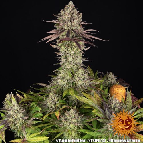 Barneys Farm Apple Fritter Seeds | Skyline Seed Bank
