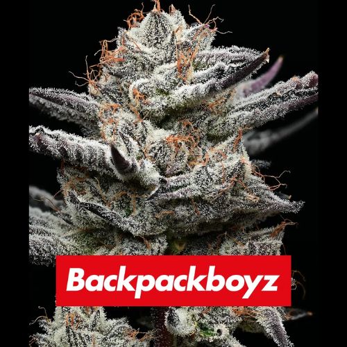 Barneys Farm Black Cherry Gushers Seeds | Skyline Seed Bank