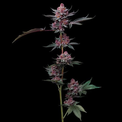 Barneys Farm Cherry Poppers Seeds | Skyline Seed Bank