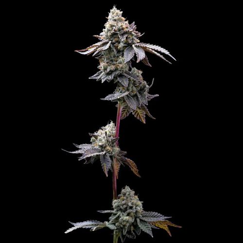 Barneys Farm GMO Cookies Seeds | Skyline Seed Bank