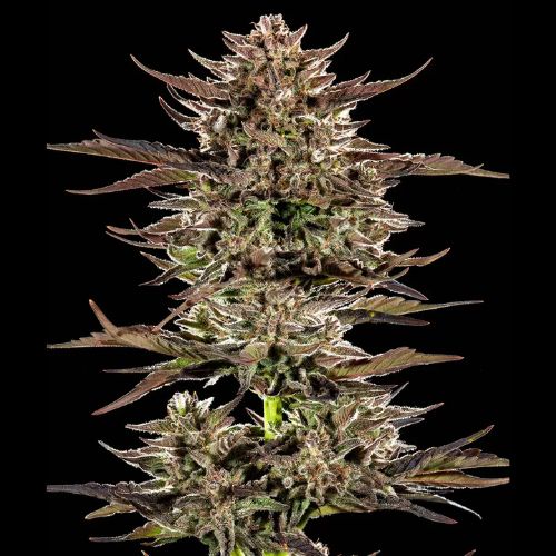 Barneys Farm Frosted Zinn x 3 Bears OG Auto Seeds | Skyline Seed Company