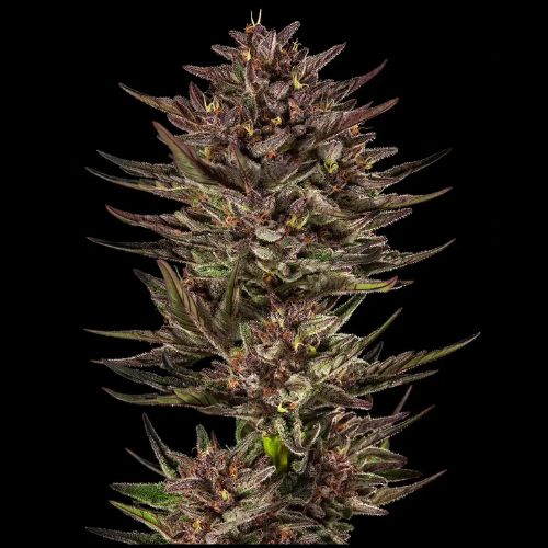 Barneys Farm Frosted Zinn x Cookie Dog Auto Seeds | Skyline Seed Bank