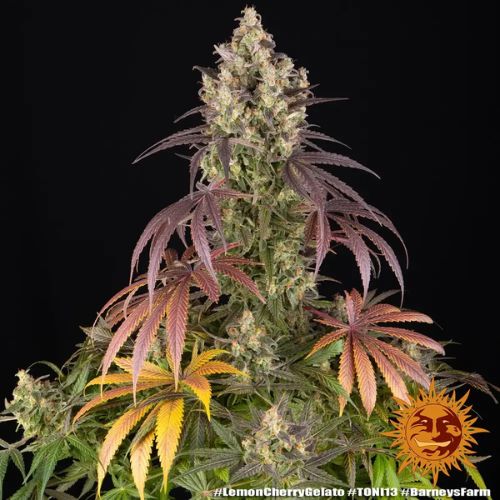 Barneys Farm Lemon Cherry Gelato Feminized Seeds | Skyline Seed Bank