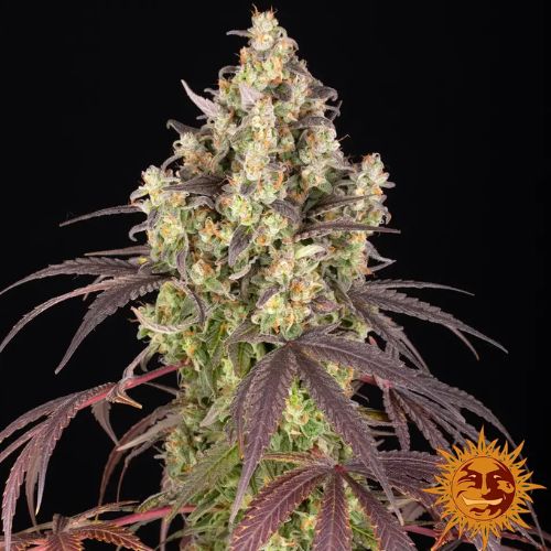 Barneys Farm Lemon Cherry Gelato Feminized Seeds | Skyline Seed Bank