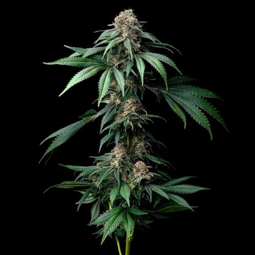 Barneys Farm Mendo Breath Feminized Seeds | Skyline Seed Bank