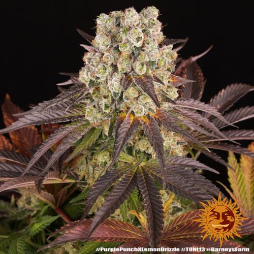 Purple Punch x Lemon Drizzle | Skyline Seed Bank
