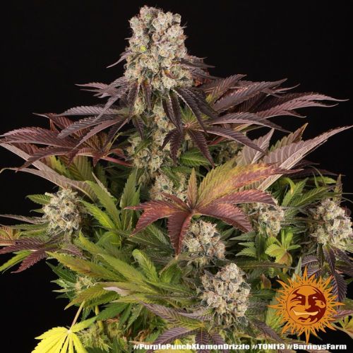 Purple Punch x Lemon Drizzle | Skyline Seed Bank
