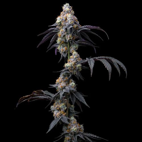 Barneys Farm Rainbow Sherbet Feminized Seeds | Skyline Seed Bank