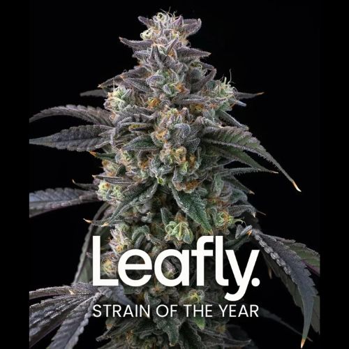 Barneys Farm Super Boof Feminized Seeds | Skyline Seed Bank