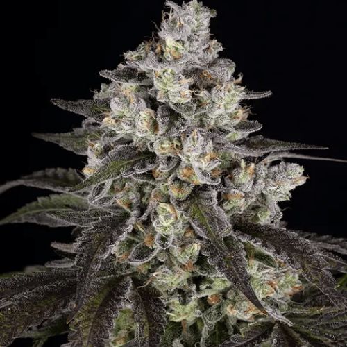 Trainwreck Feminized Seeds | Potent Sativa Cannabis Seeds