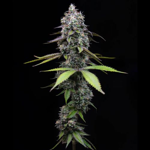 Barneys Farm Zoap Feminized Seeds | Skyline Seed Bank