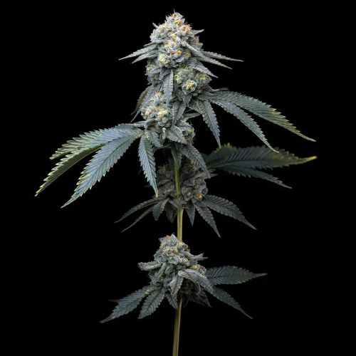 Barneys Farm Jealousy Feminized Seeds | Skyline Seed Bank