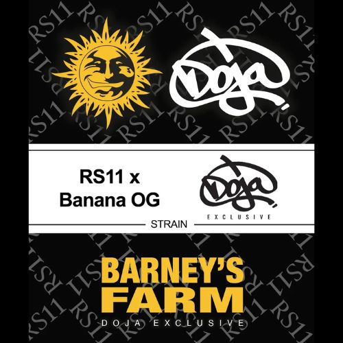 Barneys Farm RS11 x Banana OG Femminized Seeds | Skyline Seed Bank