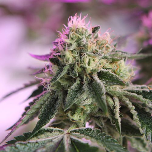 Barneys Farm RS11 x Banana OG Femminized Seeds | Skyline Seed Bank