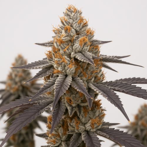 Big Detroit Energy Clone | Ethos Genetics | Skyline Seed Bank