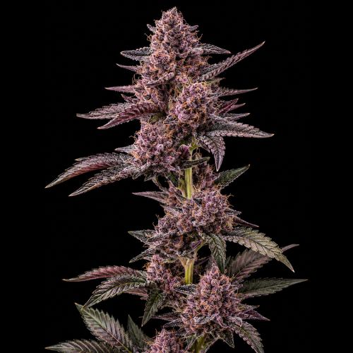 Blockberry Clone | Blockhead Buds