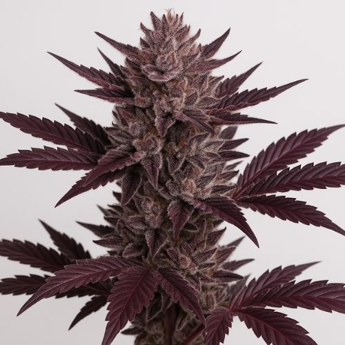 Blueberry Cherry Clone by Exotic Genetix | Skyline Seed Bank