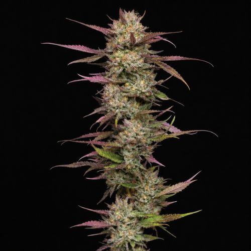 Blueberry Pancakes Clone | Humboldt Seed Company