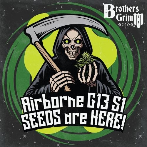 Brothers Grimm Seeds Airborne G13 S1 | Skyline Seed Bank