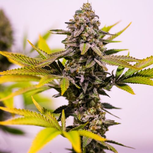 Brothers Grimm Seeds Cinderella 99 Regular | Skyline Seed Bank