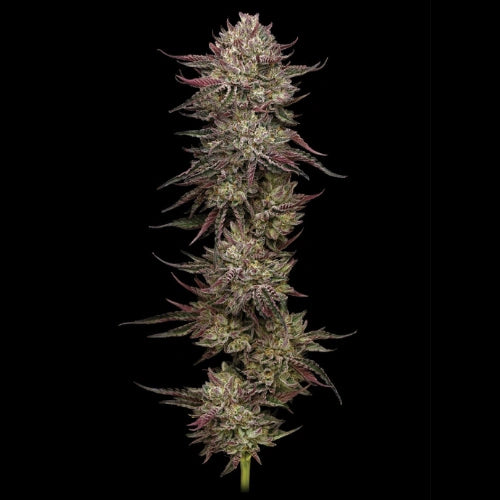 Chicken N Waffles Clone | Humboldt Seed Company