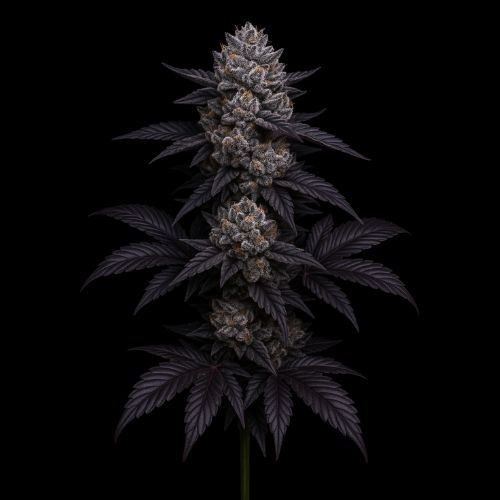 Chicken n' Wafflez Clone by Humboldt Seed Company | Skyline Seed Bank