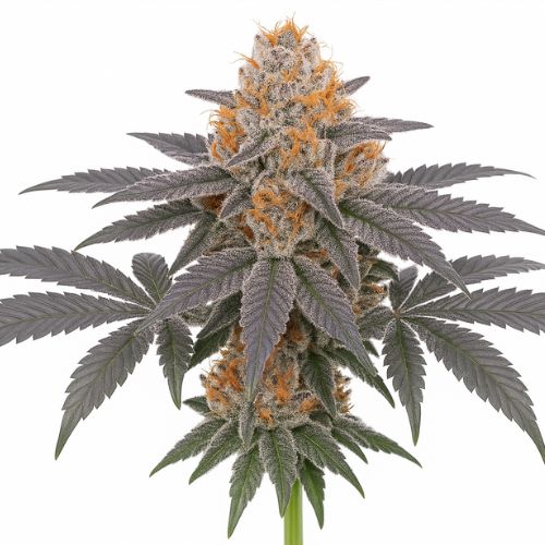 Cotton Candy Cookies R2 Clone by Ethos Genetics | Skyline Seed Bank