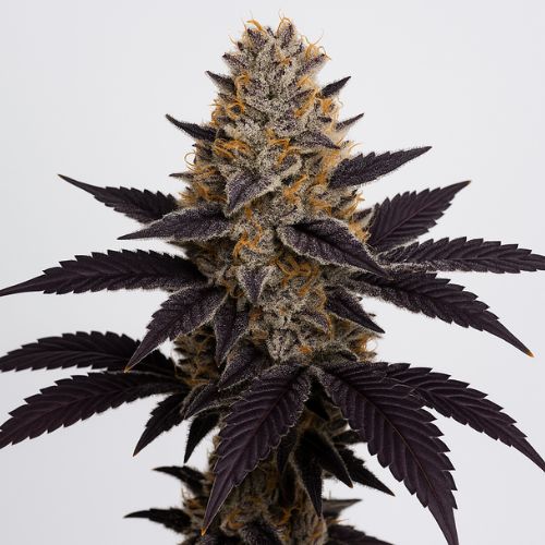 Crushed Velvet Clone | Ethos Genetics