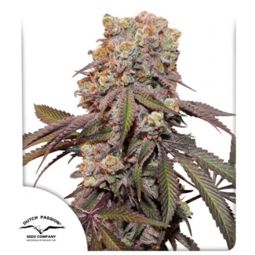 Dutch Passion Candy Bubatz XL Auto Seeds | Skyline Seed Bank