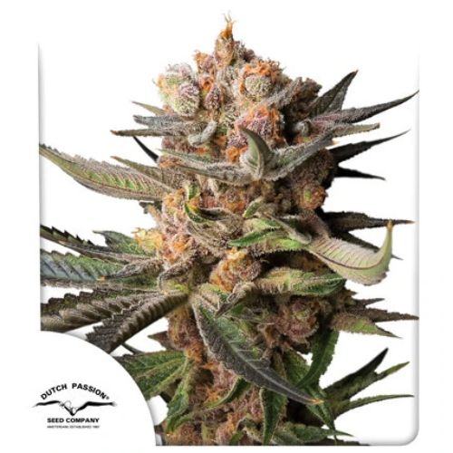 Dutch Passion Frozen Biscotti Auto Seeds | Skyline Seed Bank