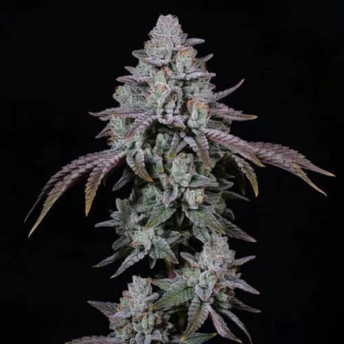 Pocket Rocket Clone | Skyline Seed Bank