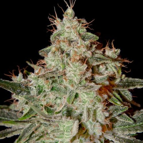 Lemon Skunk Feminized Seeds | Citrus Hybrid Cannabis Seeds 🍋