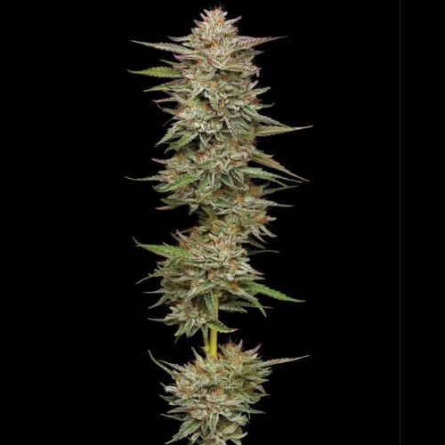 Humboldt Seed Company Banana OG Seeds | Skyline Seed Bank
