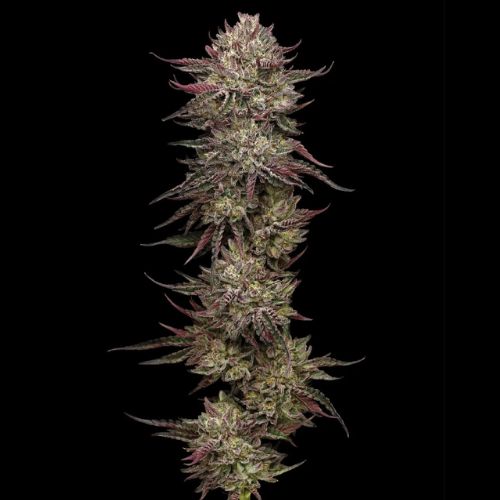 Humboldt Seed Company Chicken n' Wafflez Seeds | Skyline Seed Bank