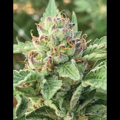 Humboldt Seed Company Apple Blossom Seeds | Skyline Seed Bank