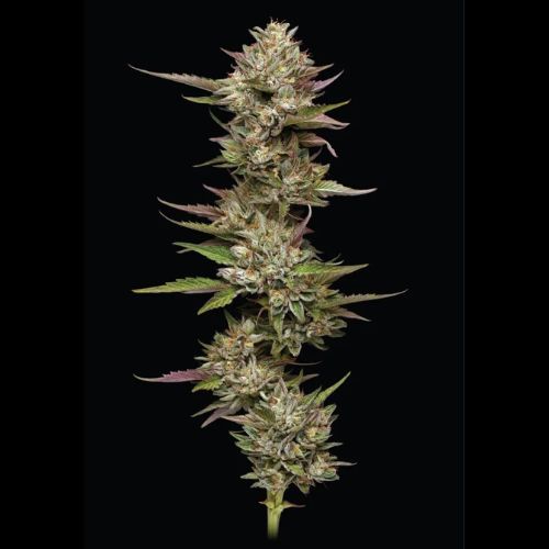 Humboldt Seed Company Moon Fog Seeds | Skyline Seed Bank
